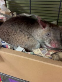 Poster for Birthday video from Remy & Emillie the African Pouched Rats