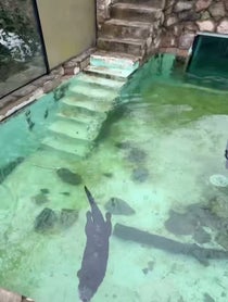 Poster for Birthday video from North American River Otters