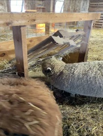 Poster for Birthday video from Sheep from the Clover Patch Farm