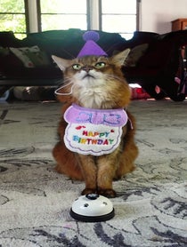 Poster for Birthday video from Summer Samba