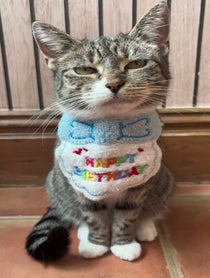 Poster for Birthday video from Mittens