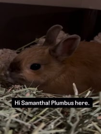 Poster for Pep Talk video from Real Peanut Bunner
