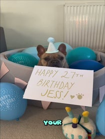 Poster for Birthday video from TJ the Frenchie