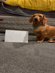 Poster for Birthday video from Lokitheweenie