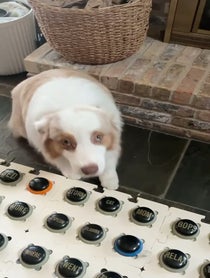Poster for Other video from Flambo The Dog