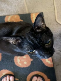 Poster for Birthday video from Manny Halloween Cat