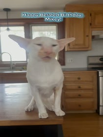 Poster for Birthday video from fivecrazycats