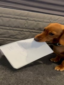 Poster for Other video from Lokitheweenie