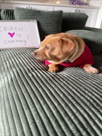 Poster for Question video from Cashew