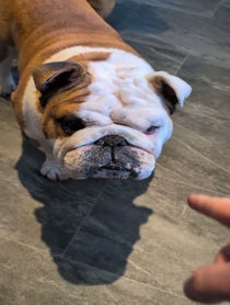 Poster for Birthday video from Bulldogpabs