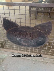 Poster for Birthday video from Better Piggies Rescue