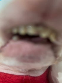 Poster for Birthday video from Tuna Melts My Heart