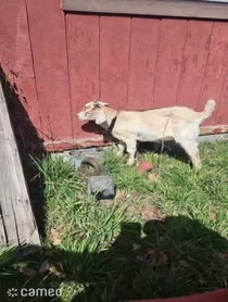 Poster for Intro video video from Uncle Stank