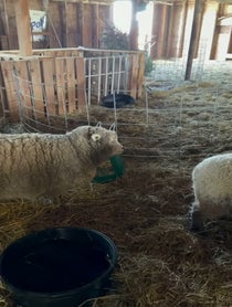 Poster for Birthday video from Sheep from the Clover Patch Farm