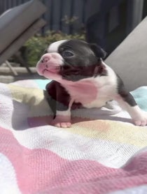 Poster for Send some love video from Pibblepan