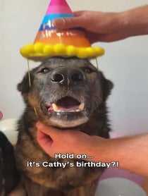 Poster for Birthday video from Jade, Jasper, Jet & Potato