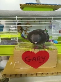 Poster for Other video from Gary ary
