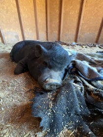 Poster for Birthday video from Better Piggies Rescue
