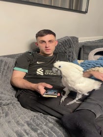 Poster for Birthday video from Charlie Junior The Cockatoo