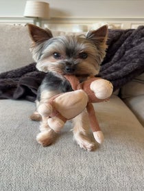 Poster for Birthday video from Sammy in the City