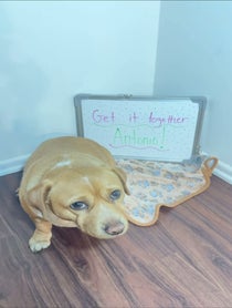 Poster for Roast video from Cashew