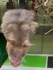 Poster for Birthday video from Remy & Emillie the African Pouched Rats