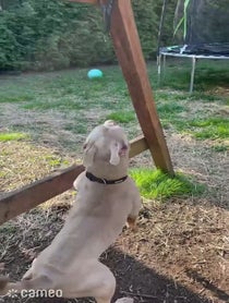 Poster for Intro video video from Bassmaster Pets