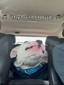 Poster for Pep Talk video from Petey the Singing Bulldog