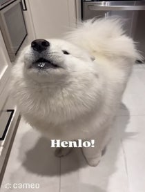 Poster for Intro video video from Mango the Samoyed