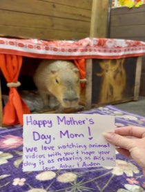 Poster for Mother's Day video from Pumpkin The Capybara & Trixie The Crow