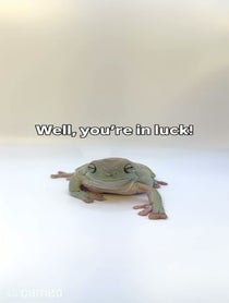 Poster for Intro video video from Two Green Frogs