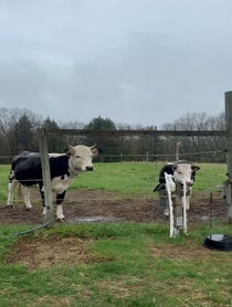 Poster for Birthday video from farmgrrrrl