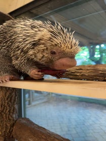 Poster for Mother's Day video from Rico The Porcupine