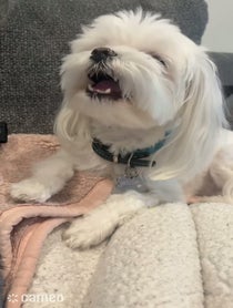 Poster for Intro video video from Mulligan The Maltese