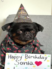 Poster for Birthday video from Charlie the Griffon