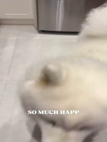 Poster for Mother's Day video from Mango the Samoyed