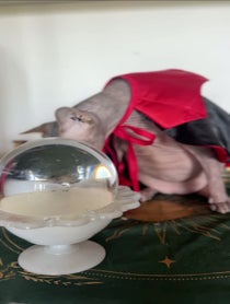 Poster for Mother's Day video from Mochi the psychic cat