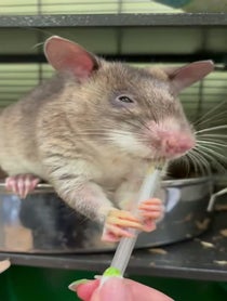 Poster for Birthday video from Remy & Emillie the African Pouched Rats
