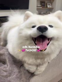Poster for Birthday video from Mango the Samoyed