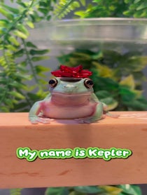 Poster for Pep Talk video from The Frogs & Tay