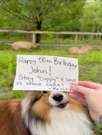 Poster for Birthday video from Pumpkin The Capybara & Trixie The Crow