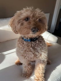 Poster for Other video from Bentley The Goldendoodle Puppy