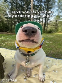 Poster for Intro video video from Pookie + Karen Bark