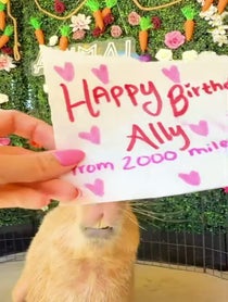 Poster for Birthday video from Minnie and Gene The Capybara