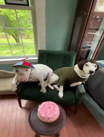 Poster for Birthday video from Pookie + Karen Bark