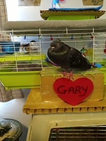 Poster for Birthday video from Gary ary