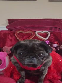 Poster for Valentine's Day video from ClemJuno