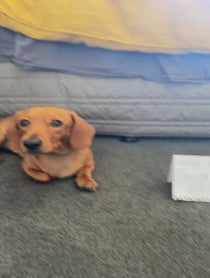 Poster for Birthday video from Lokitheweenie