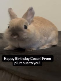 Poster for Birthday video from Real Peanut Bunner