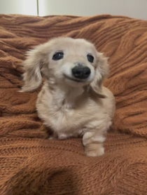 Poster for Holiday video from Bella the Smiling Dachshund